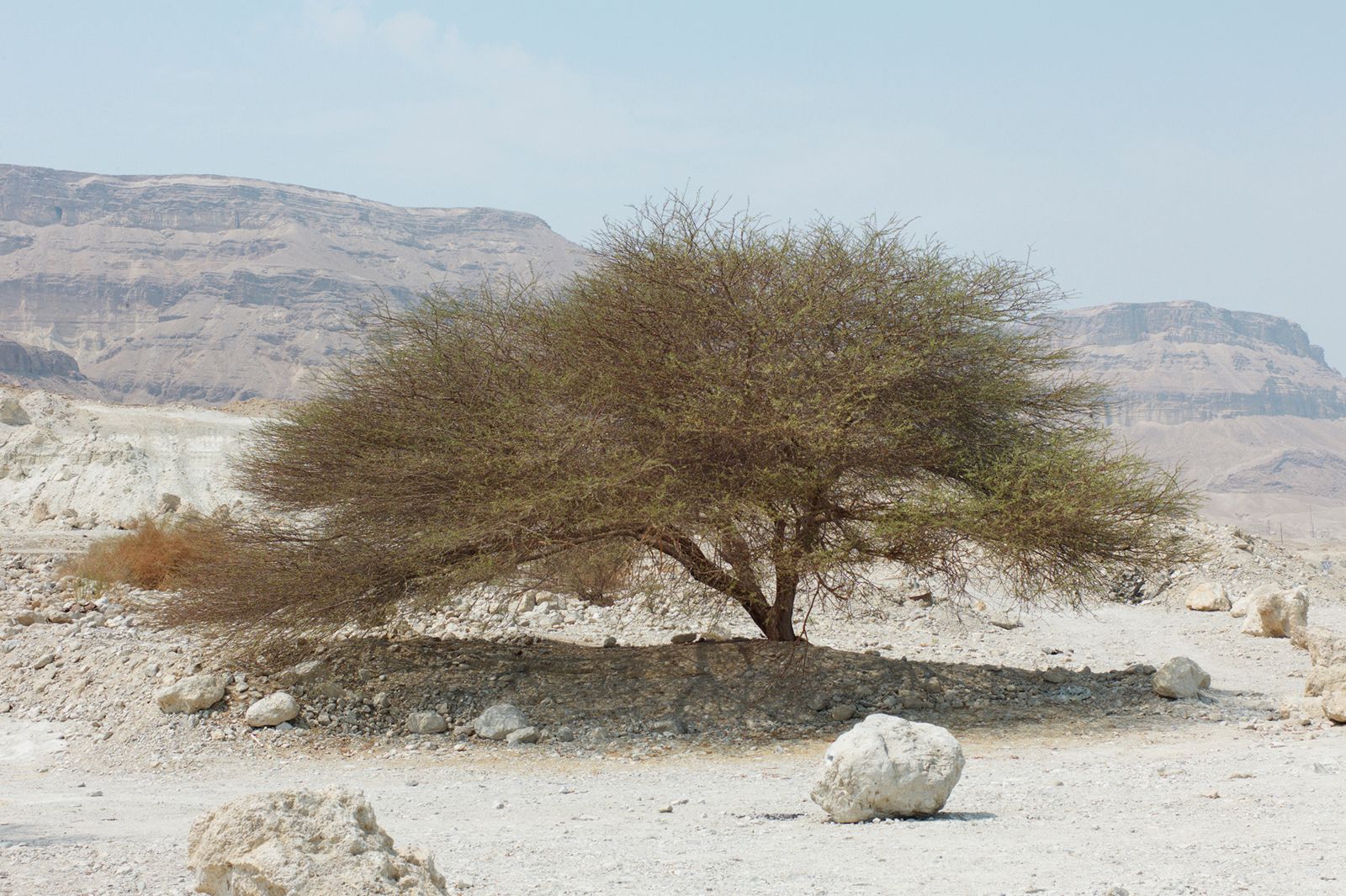Árvore no deserto de Israel, por Sylvia Nogueira Cury
